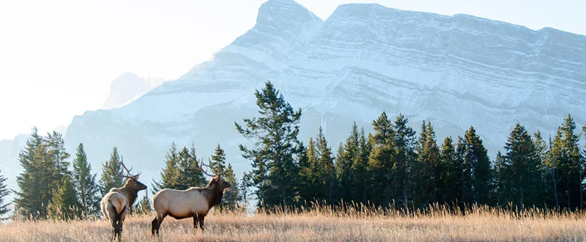 The Best place to Experience Wildlife at Canada